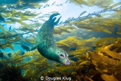 Dancing in the Breeze. This harbor seal glides effortless... by Douglas Klug 